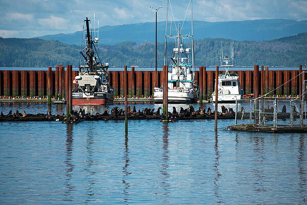 Oregon Wall Art featuring the photograph Three Fishing Boats by Tom Cochran