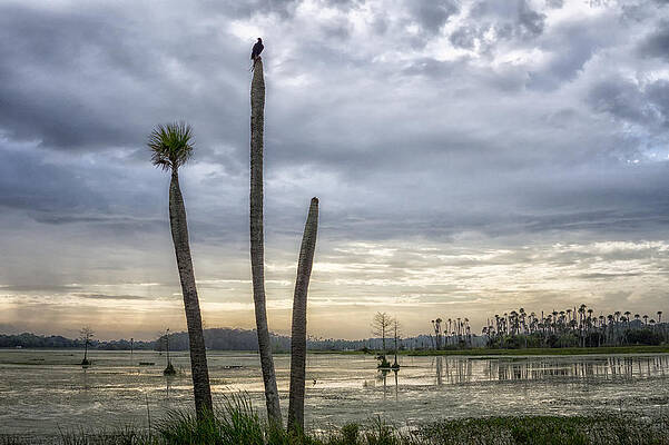 Sunrise Photograph - Three Sticks by Ghostwinds Photography