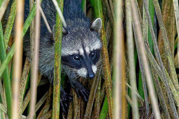 Wildlife Wall Art featuring the photograph Through The Reeds - Raccoon by KJ Swan