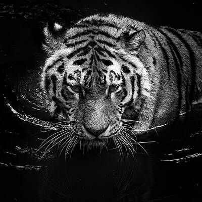 Tiger in Black and White Wall Art