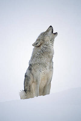 Timber Wolf Portrait Howling In Snow by Tim Fitzharris