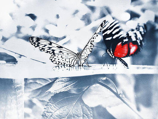 Times Of Butterflies 2 Print