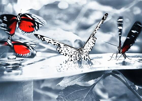 Close Up Wall Art featuring the photograph Times Of Butterflies by Jaroslav Buna