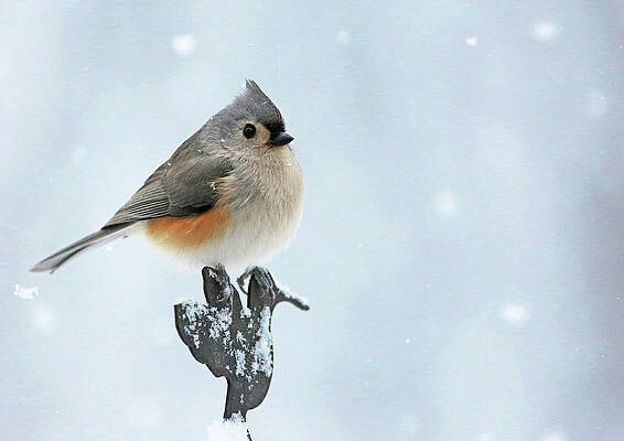 Bird Photograph - Titmouse In The Snow by Gina Fitzhugh