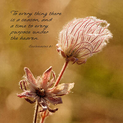 Floral Close-Up with Ecclesiastes Quote Wall Art
