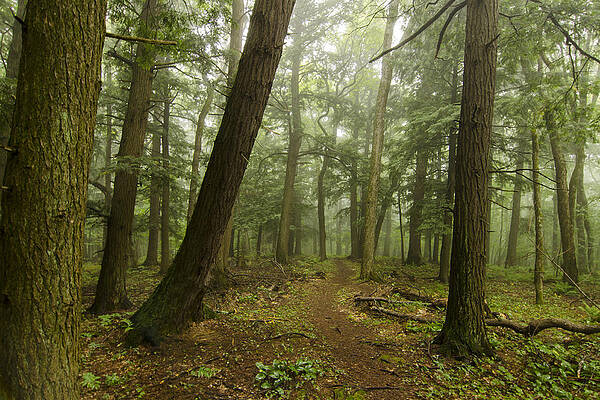 To Grand Mother's House We Go by Steve L'Italien