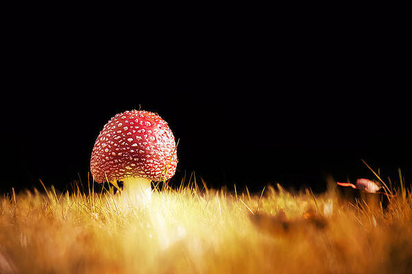 Toadstool Story 2 Print