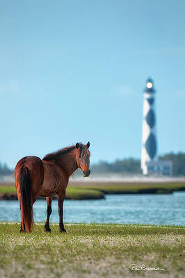 Obx Photograph - Tour Guide Cape Lookout 3509 by Dan Beauvais