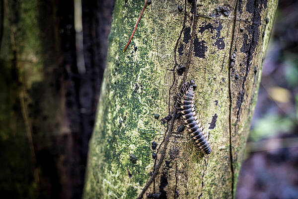 Natural Photograph - Tractor Millipede by David Morefield