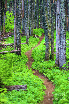 Oregon Photograph - Trail Through The Forest by Bruce Block