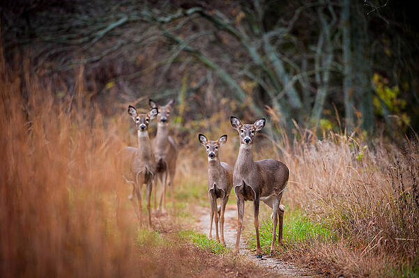 Wall Art featuring the photograph Trail Watchers by Jeff Phillippi
