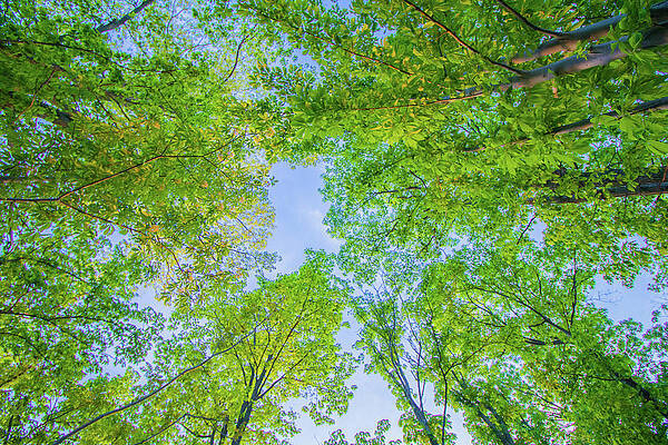 Tree Wall Art featuring the photograph Tree Canopy by Jonny D
