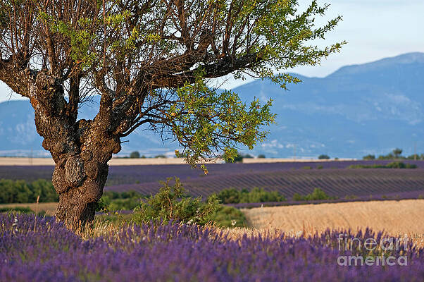 Tree Wall Art featuring the photograph Tree In A Lavender Field At Sunset by Sami Sarkis Photography