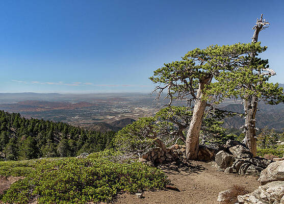 Tree Wall Art featuring the photograph Tree With A View by Ed Clark