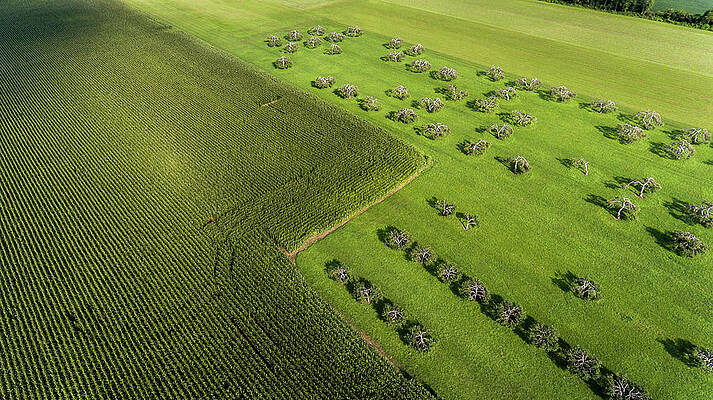 Wall Art featuring the photograph Trees Upside Down by Al Poullis