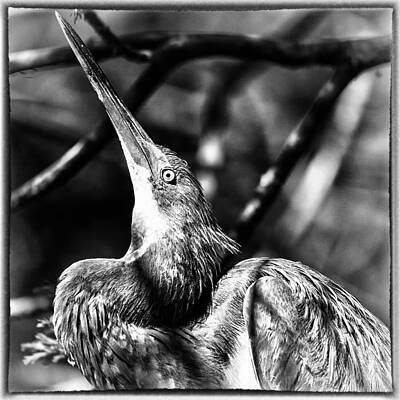 Bird Wall Art featuring the photograph Tri Colored by Ghostwinds Photography