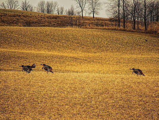 Wild Photograph - Triple Gobble by Dale Kauzlaric