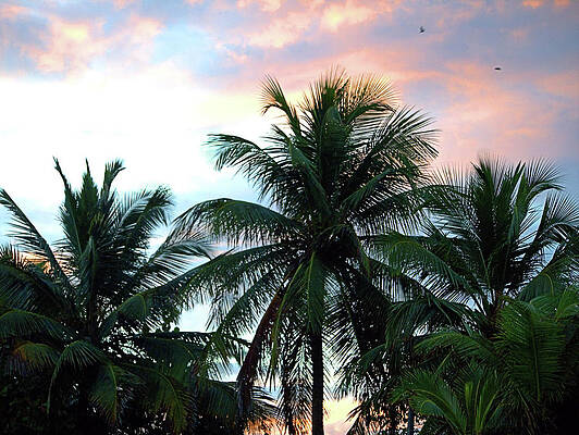 Wall Art featuring the photograph Tropical Dawn I I by Robert Newman
