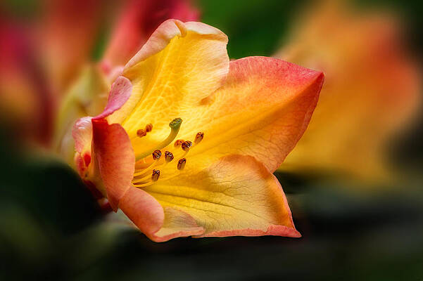 Vibrant Lily Bloom Photograph