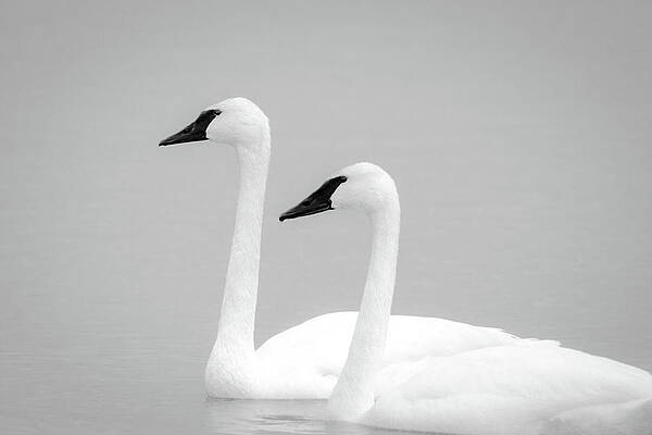 Missouri Wall Art featuring the photograph Trumpeter Swans by Jeff Phillippi