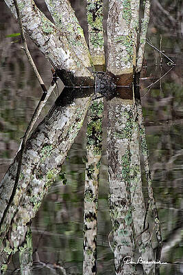 Abstract Photograph - Trunk Reflection 8910 by Dan Beauvais