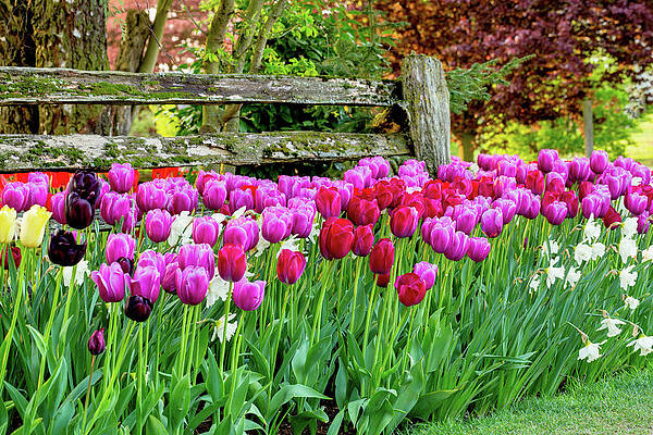 Natural Photograph - Tulip Fence by Mary Jo Allen