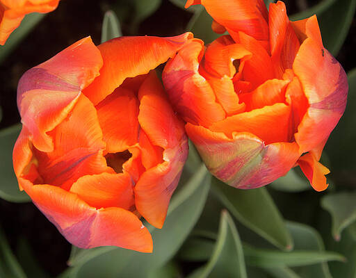 Beautiful Photograph - Tulip Pair by Jean Noren