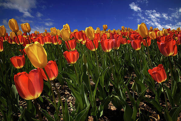 Wall Art featuring the photograph Tulips Party by Alberto Audisio