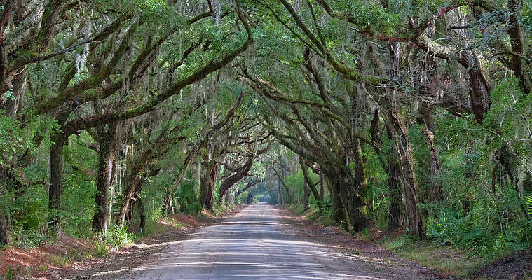 Photograph - Tunnel Of Trees by Marshall Hurley