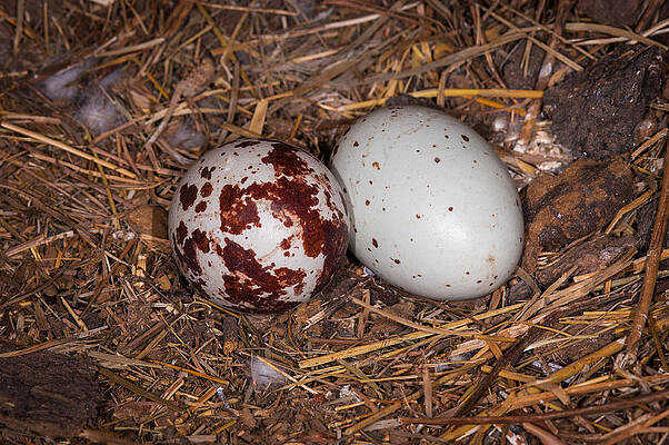 Turkey Vulture Eggs by Jeff Phillippi