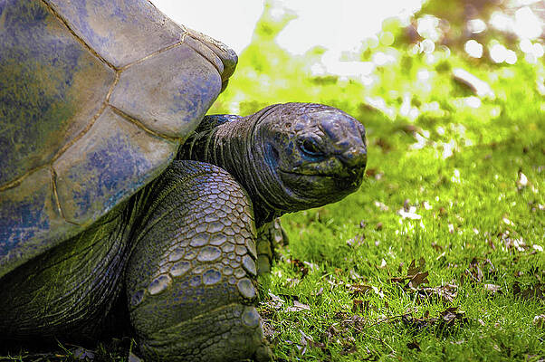 Philadelphia Wall Art featuring the photograph Turtles Eye View by Louis Dallara