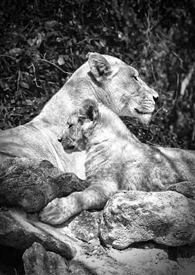 Wall Art featuring the photograph Twin Sphinx by Ghostwinds Photography