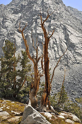 Nature Wall Art featuring the photograph Twin Sticks by Kelley King