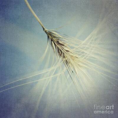 Graceful Barley in Soft Focus Wall Art