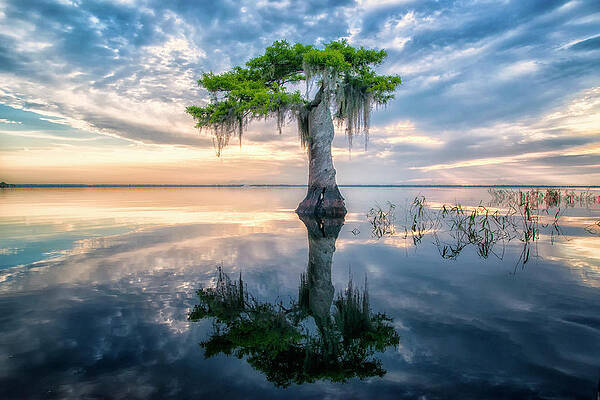 Sunrise Photograph - Twisted Cypress Mirror by Ghostwinds Photography