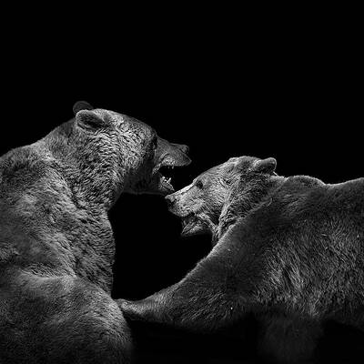 Two Bears in Aggressive Stance Wall Art