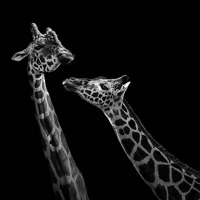 Giraffe Interaction in Black and White Wall Art