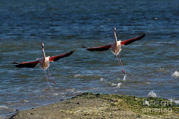 Outdoors Wall Art featuring the photograph Two Greater Flamingoes Landing On Surface by Sami Sarkis Photography