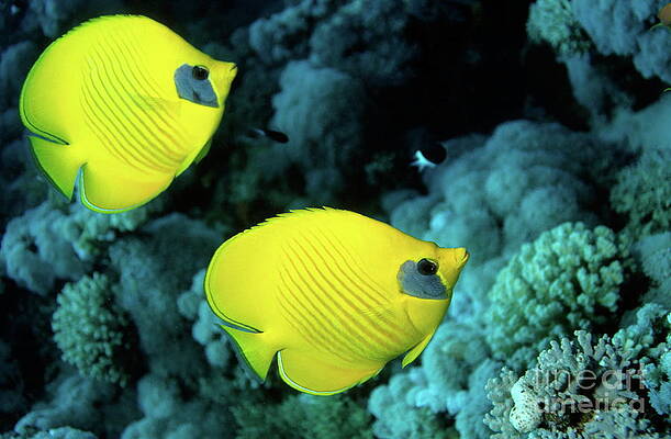 Outdoors Wall Art featuring the photograph Two Masked Butterfly Fish by Sami Sarkis Photography