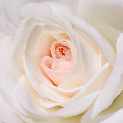 Wall Art featuring the photograph Two by KJ Swan