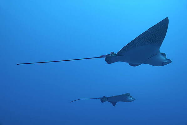 Graceful Stingrays in Blue Ocean Wall Art