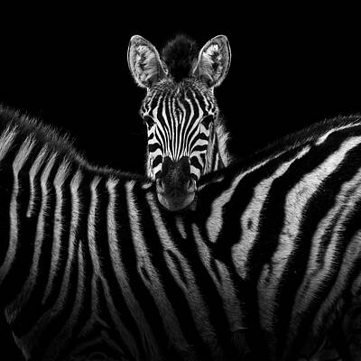 Striking Zebra Portrait Wall Art