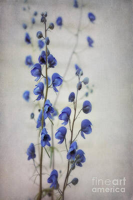 Delicate Ultramarine Flowers Wall Art