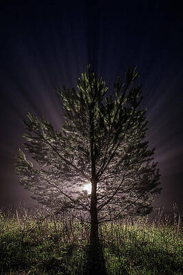 Beautiful Photograph - Ulysses by Todd Wilkinson