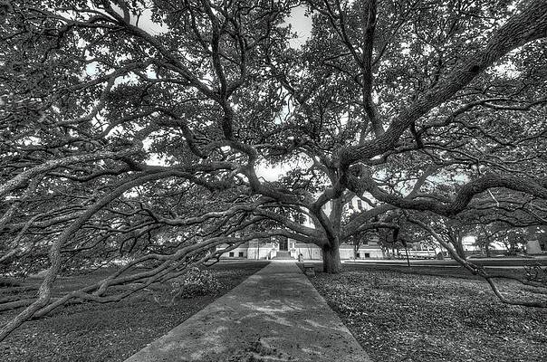 Expansive Oak Tree Pathway Wall Art
