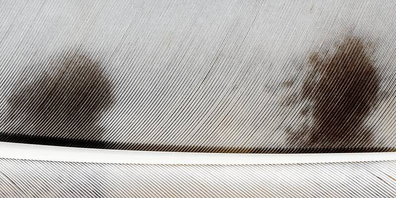 Wildlife Wall Art featuring the photograph Under The Owl by KJ Swan