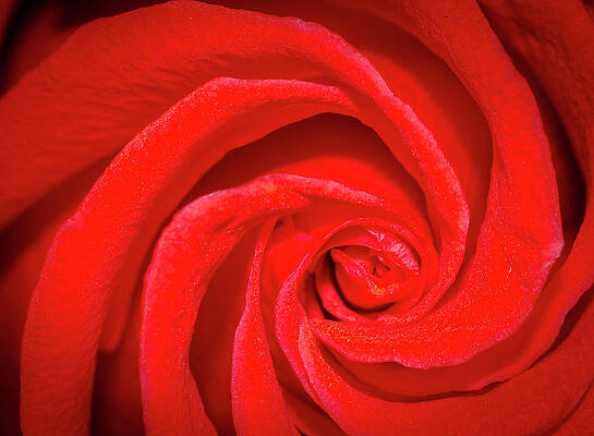 Abstract Photograph - Unfurling Red Rose by Jean Noren
