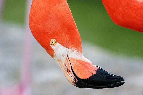 Vibrant Photograph - Upside Down -- Flamingo At Charles Padock Zoo In Atascadero, California by Darin Volpe