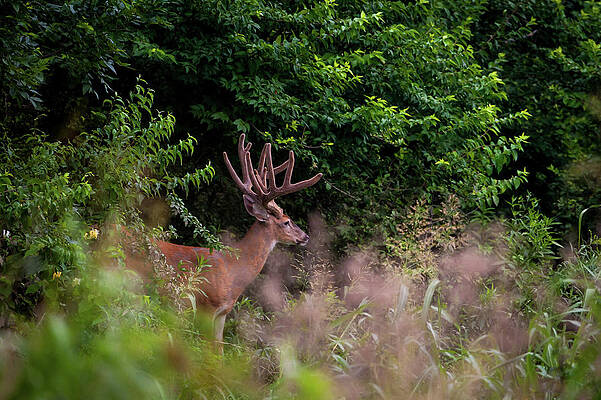 Velvet Crown by Jeff Phillippi