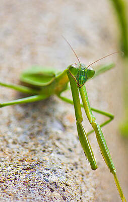 Wall Art featuring the photograph Vertical Praying Mantis by Jonny D